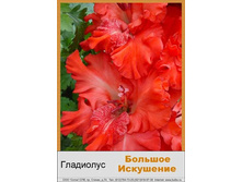 Bolshoye_Iskusheniye.jpg