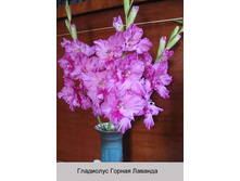 Gornaya_Lavanda.jpg