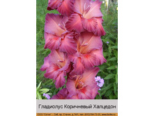 Korichnevyy_Khaltsedon.jpg