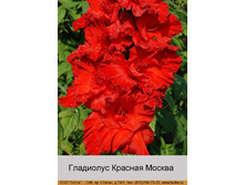Krasnaya_Moskva.jpg