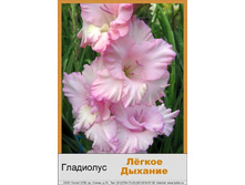 Legkoye_Dykhaniye.jpg