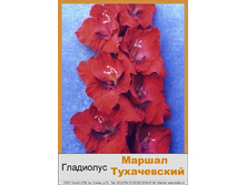Marshal_Tukhachevskiy.jpg