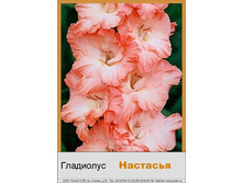 Nastasya.jpg