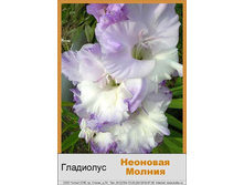 Neonovaya_Molniya.jpg