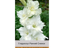Ranniy_Snezhok.jpg