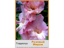 Rozovyy_Mirazh.jpg