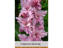 Shokolad.jpg