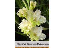 Travushka-Muravushka.jpg