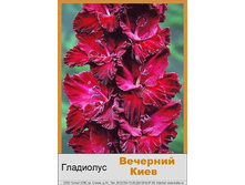 Vecherniy_Kiyev.jpg