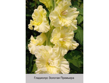 Zolotaya_Premyera.jpg