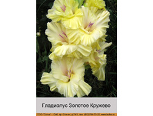 Zolotoye_Kruzhevo.jpg