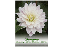 Danute 72�.jpg