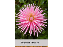 Kalipso 72�.jpg