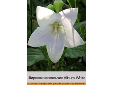 Album_White 19�.jpg