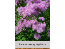 aquilegifolium 48�.jpg