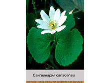 canadensis 149�.jpg