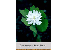canadensis_Flora_Plena 735�.jpg