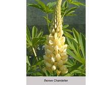 Chandelier 21�.jpg