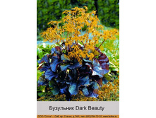Dark_Beauty 53�.jpg