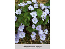 diphylla 167�.jpg