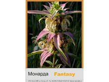 Fantasy 55�.jpg