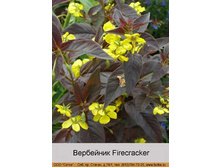 Firecracker 47�.jpg
