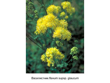 flavum_supsp_glaucum 48�.jpg
