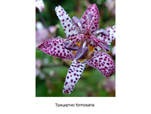 formosana 18�.jpg