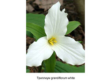 grandiflorum_white 192�.jpg