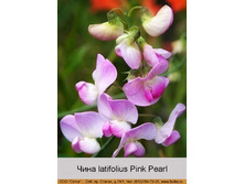 latifolius_Pink_Pearl 59�.jpg