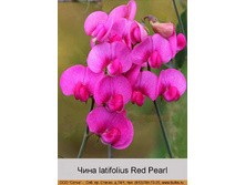 latifolius_Red_Pearl 59�.jpg