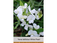 latifolius_White_Pearl 59�.jpg