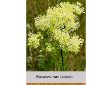 lucidum 67�.jpg
