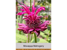Mahogany 50�.jpg