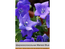 Mariesii_Blue 19�.jpg