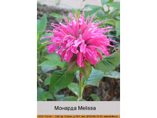 Melissa 46�.jpg