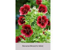 Monarch's_Velvet 44�.jpg