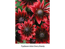 nitida_Cherry_Brandy 68�.jpg