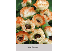 Picotee 70�.jpg