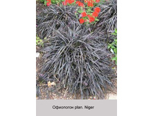 plan_Niger 104�.jpg