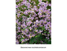 rocchebrunnianum 55�.jpg