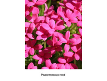 rood 61�.jpg