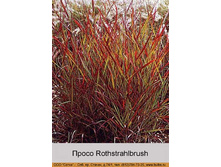 Rothstrahlbrush 38�.jpg