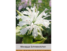 Schneewitchen 50�.jpg
