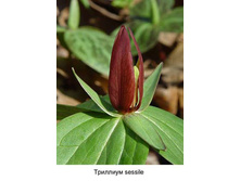 sessile 199�.jpg