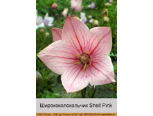 Shell_Pink 19�.jpg