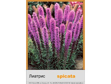 spicata 6�.jpg