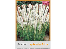 spicata_Alba 7�.jpg