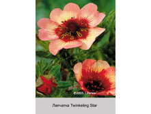 Twinkeling_Star 55�.jpg