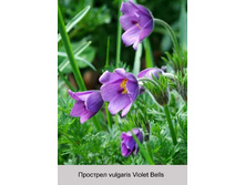 vulgaris_Violet_Bells 48�.jpg